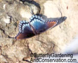 Red Spotted Purple