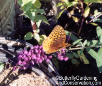 Great Spangled Fritillary