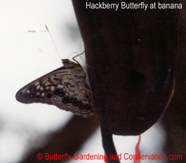 Hackberry Butterfly at banana