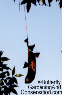 3 Hackberry Butterflies on a banana