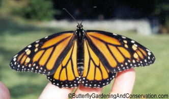 Female Monarch