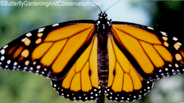 Male Monarch