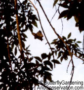 2 Monarchs mating.