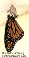 newly emerged Monarch hanging on side of shed.