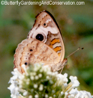 Buckeye Butterfly side view