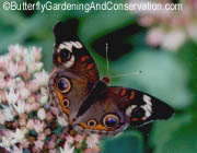 Buckeye Butterflye.