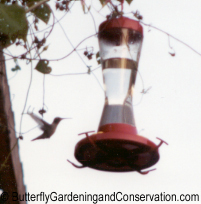 Hummingbird at feeder