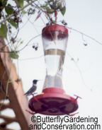 Hummingbird at feeder