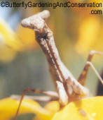 Preying Mantis