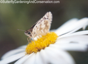 Skipper on Daisy