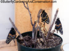 3 recently emerged Black Swallowtails.