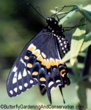 Black Swallowtail butterfly shortly after emerging from chrysalis.