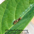 Early instar Spicebush Swallowtail on spicebush leaf