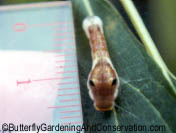 Spicebush Swallowtail caterpillar.