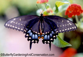 Female Black Swallowtail