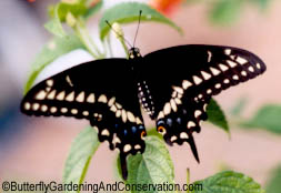 Male Black Swallowtail