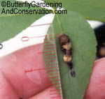 3rd instar Giant Swallowtail right after molting.