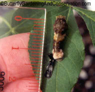 4th instar Giant Swallowtail right after molting.