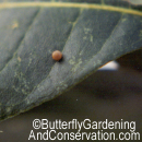 Possible Giant Swallowtail egg