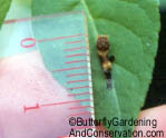 Mystery caterpillar shortly after molting.