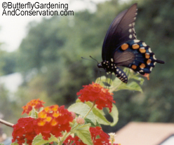 Pipevine Swallowtail