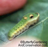 Last instar Spicebush Swallowtail