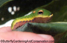 Last instar Spicebush Swallowtail.