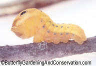 Spicebush Swallowtail read to pupate.