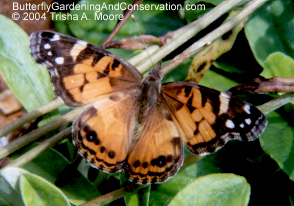 Adult Americn Lady butterfly.
