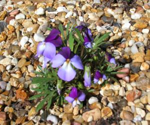 Bird's Foot violet