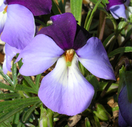 Close up of one type of Bird's Foot violet flower.