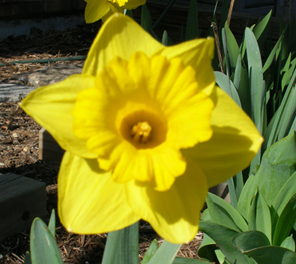 Big, yellow daffodil!