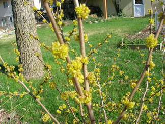 Spicebush flowers sort of up close.