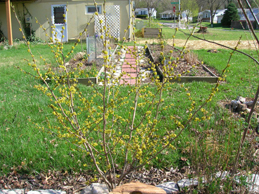 Spicebush blooming, a little further away.