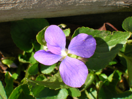 Close up picture of a wild violet flower.