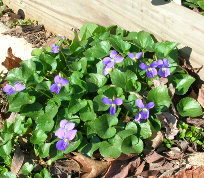 Wild violet plant blooming.