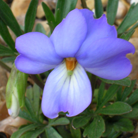 Close up of other type of Bird's Foot Violet flower.