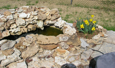 Small pond with daffodils.