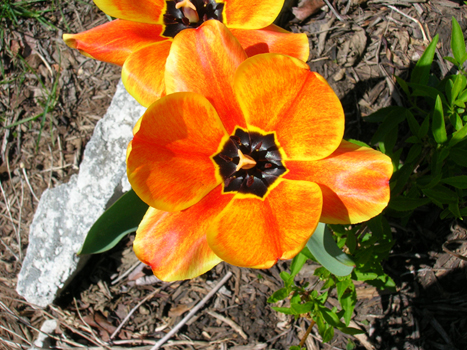 Tulip from above.