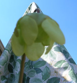 Pitcher plant bloom.