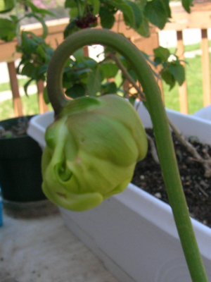 Pitcher plant picture. 