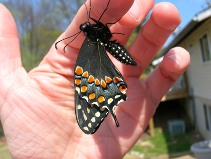 Black Swallowtail butterfly.  