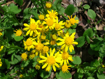 Senecio flowers up close.