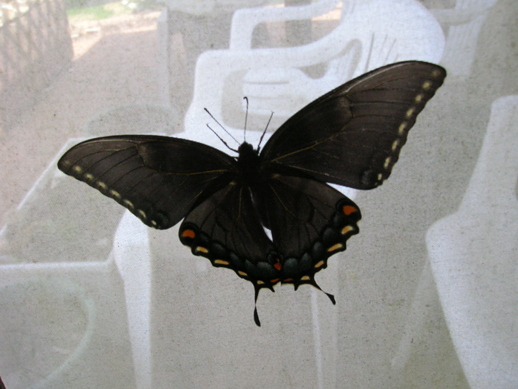 Spicebush Swallowtail