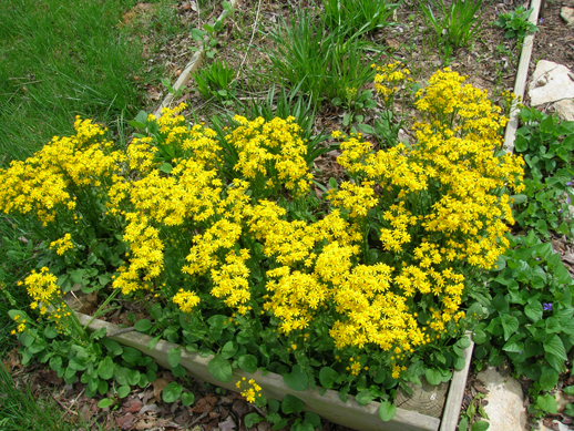 Senecio from further away.