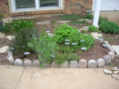 Herb garden in spring.