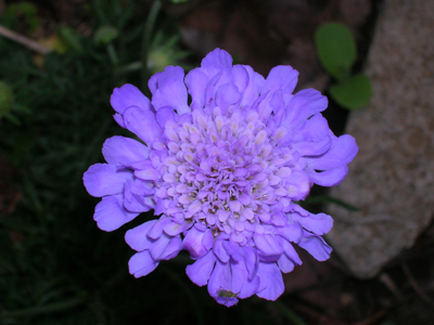 One Scabiosa flower - butterfly blue variety.