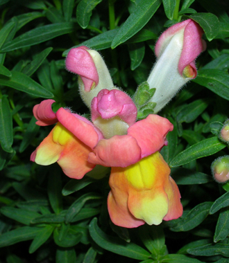 Close up of snapdragon bloom.