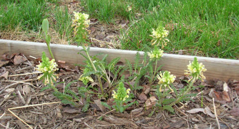 Wood Betony blooming.