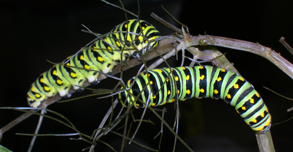 Black Swallowtail caterpillars.